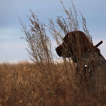 lab retriever hunting
