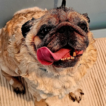 Doug the Pug having a de-shed bath treatment