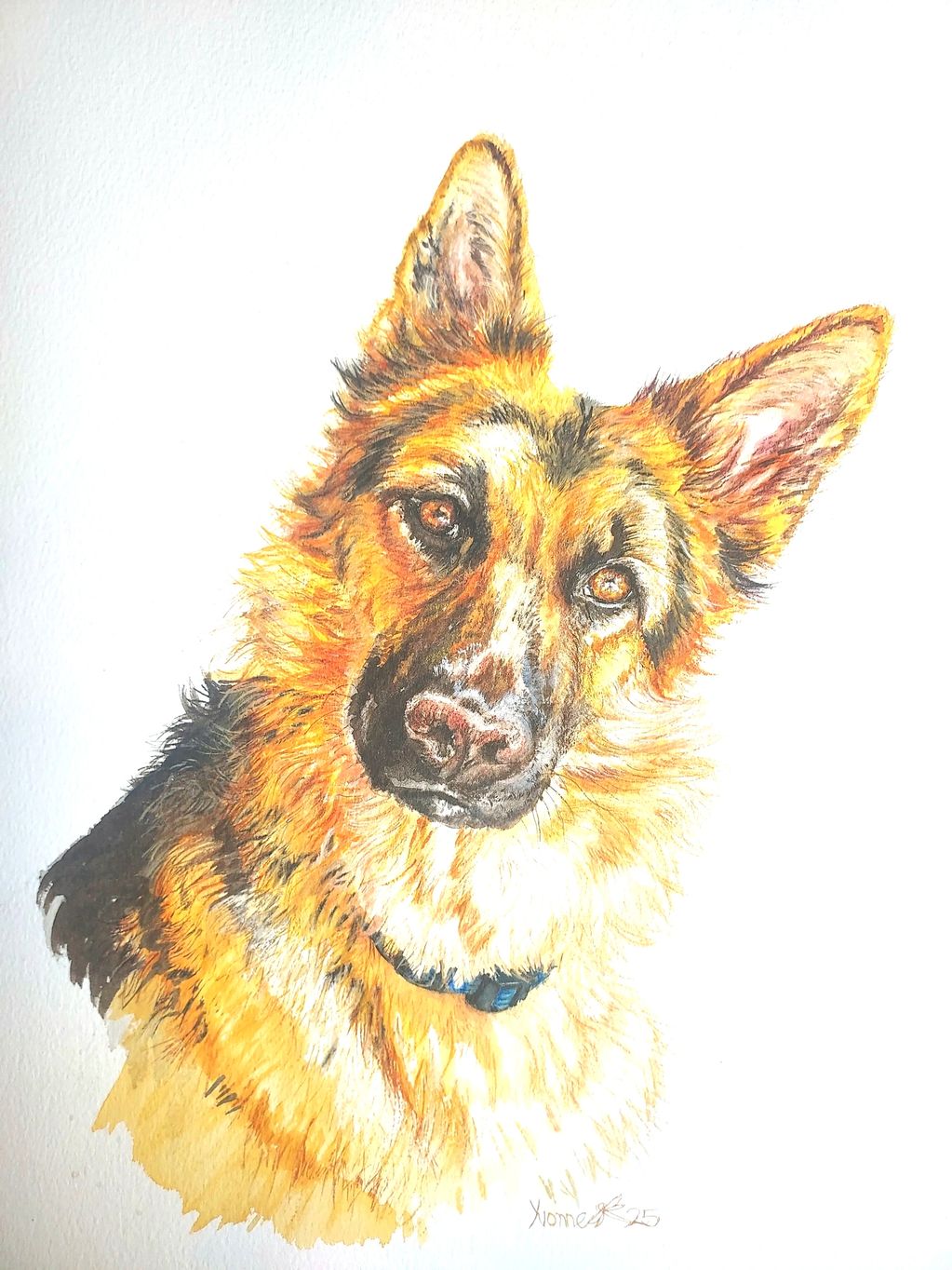 Head portrait of golden haired German Shepherd dog painted with watercolours on a white background.