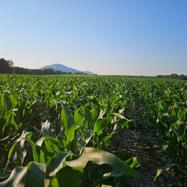 NON GMO CORN. 