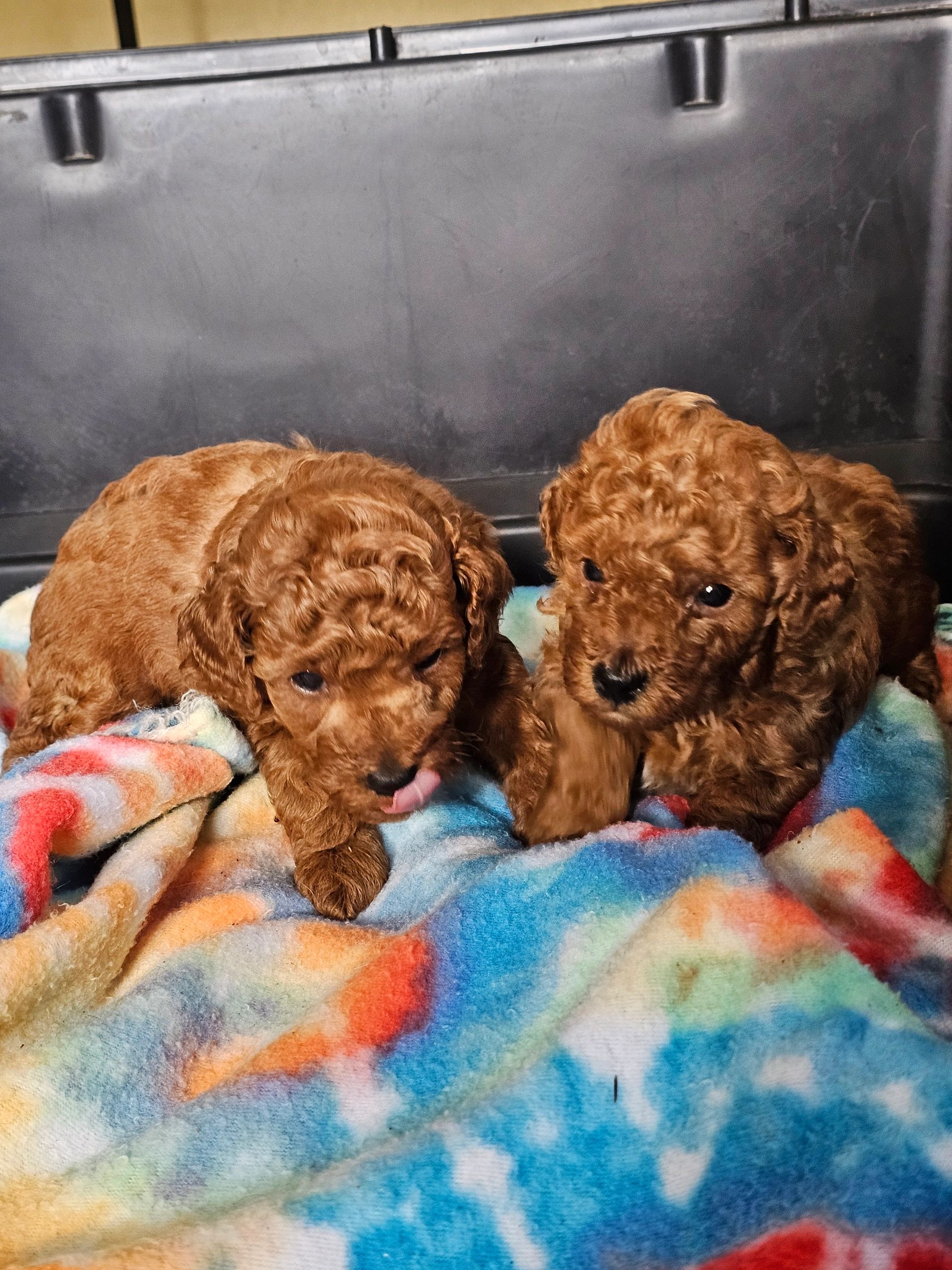 two of dark-red puppies 