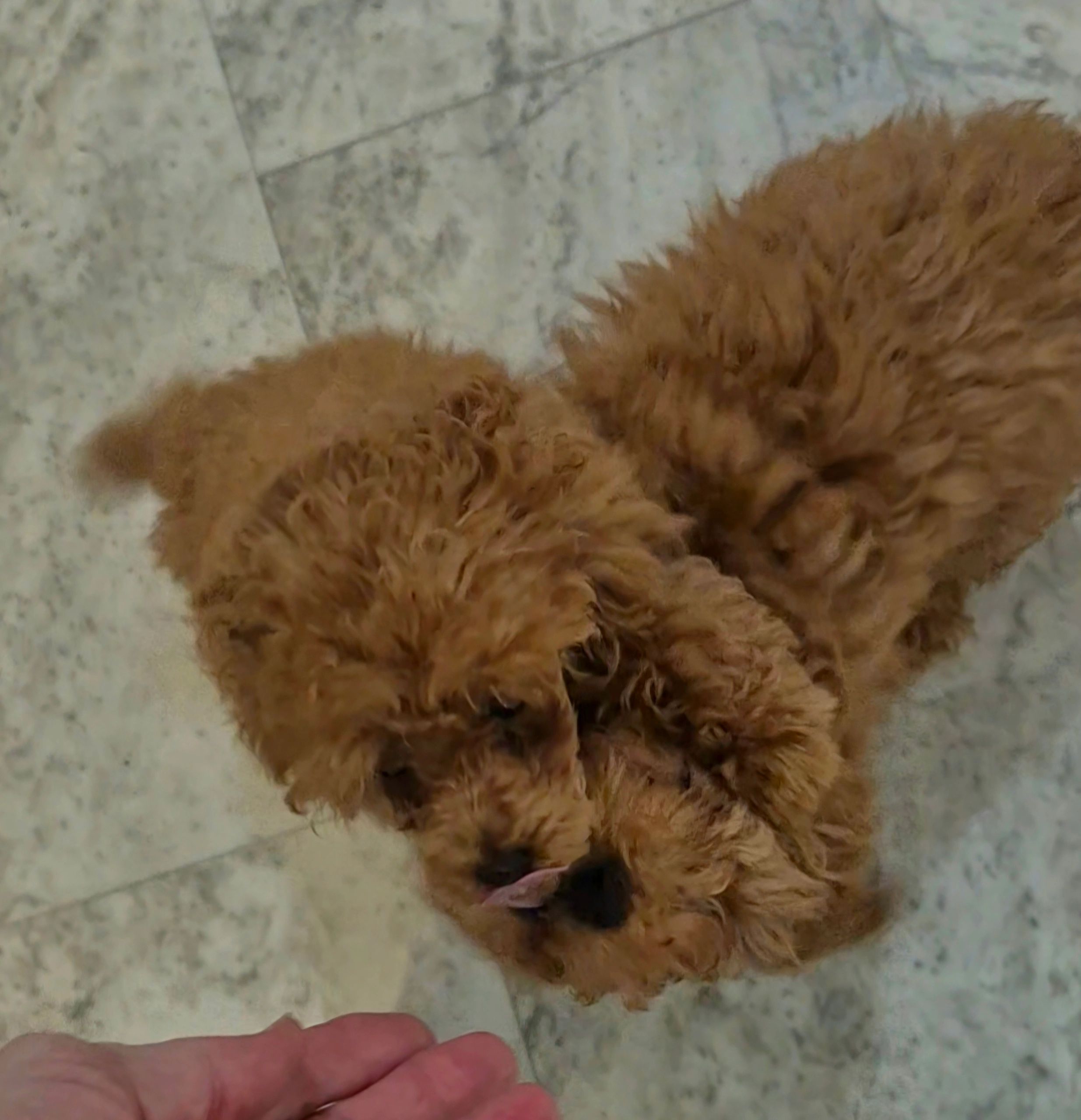 two dark-red puppies 