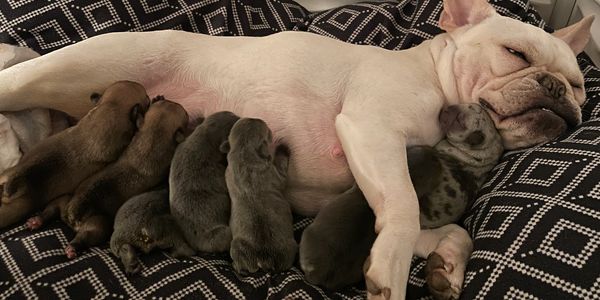 French bulldog puppies nursing