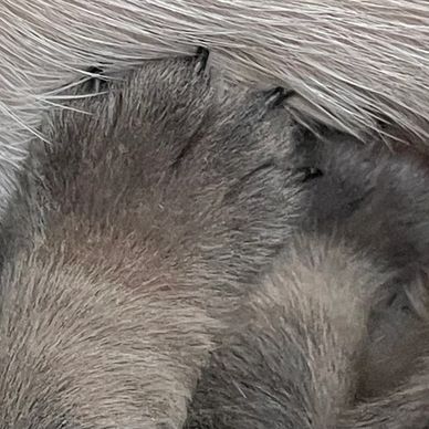 Frenchie pup paws