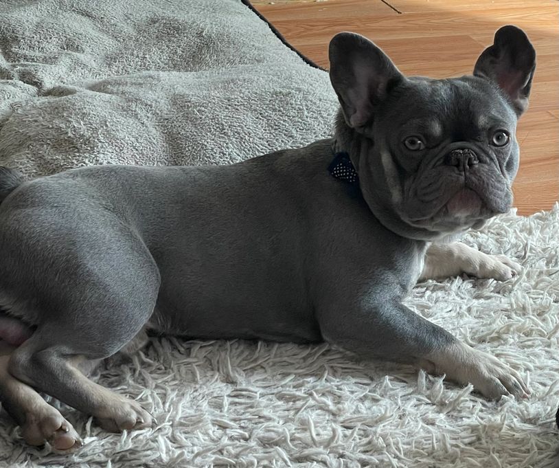 Lilac and tan frenchie