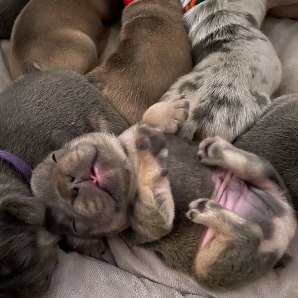 French bulldog cuddles