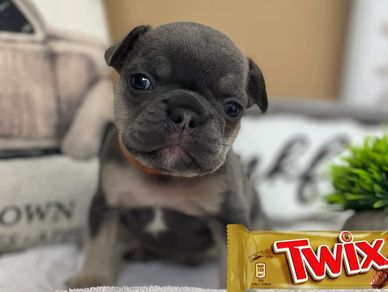 Blue and tan frenchie