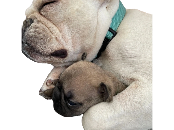 Mom and baby French bulldog