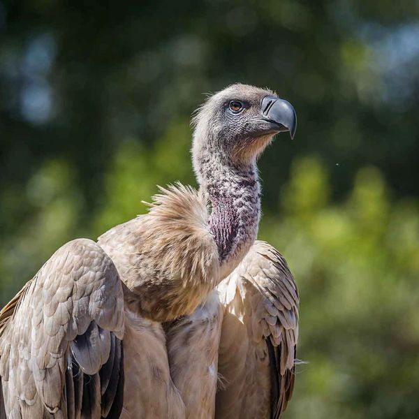 Cape Vulture Cape Vulture Lodge