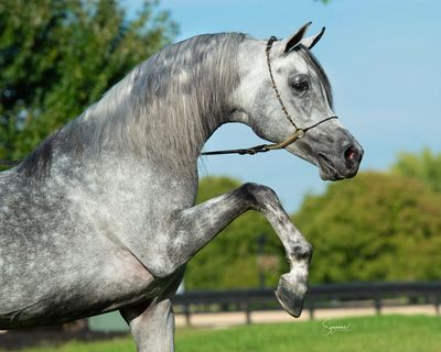 De Luca IMA
2019 Straight Egyptian Stallion 