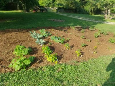 A small vegetable garden with various plants growing in rows.