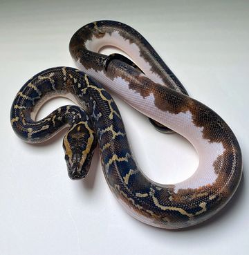 2021 Pied 66% Het Albino Male 
Eating live rat pups w/ no issue
Has shed multiple times w/ no issue