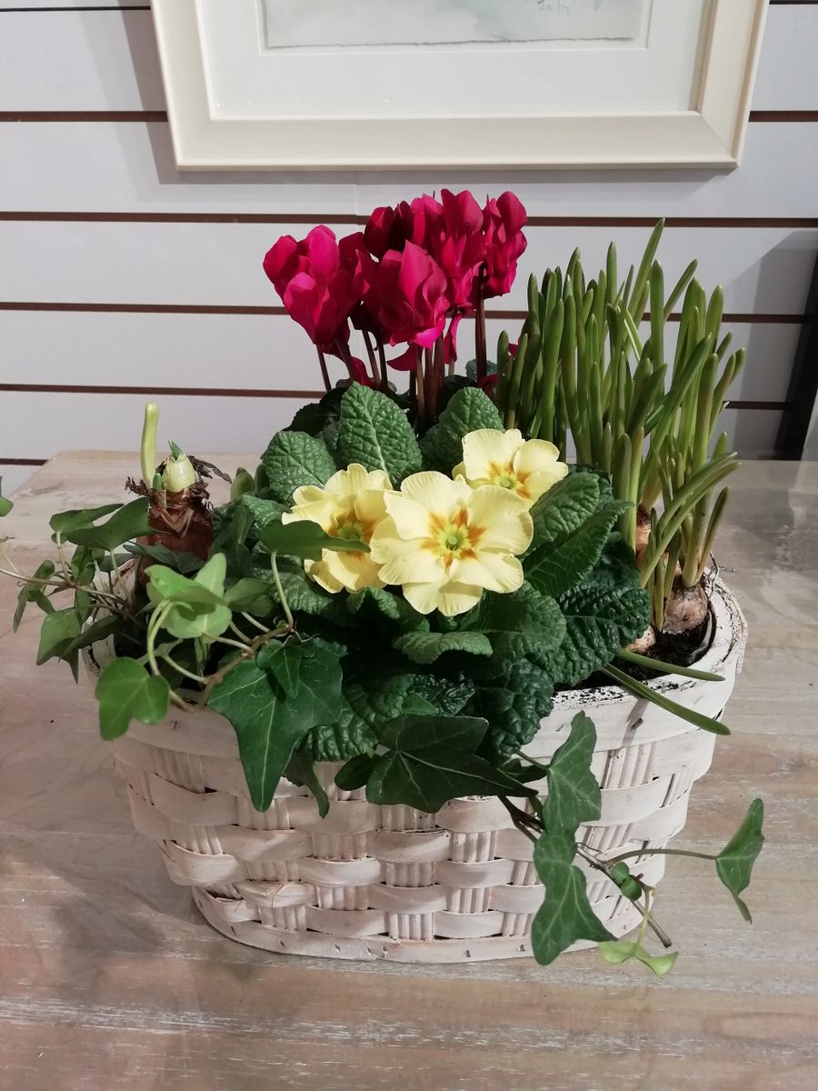 Seasonal Planted Basket