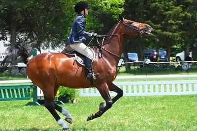 horse and rider competing in showjumping with some horse control difficulties 