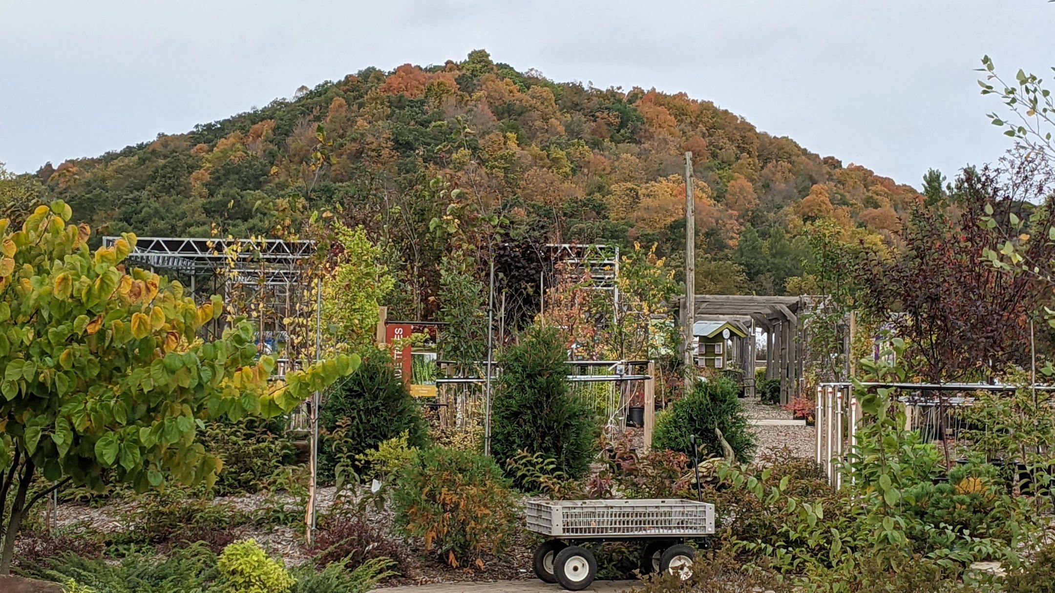 Fall is such a gorgeous time in the valley, and a good time to see how colors will look in your yard