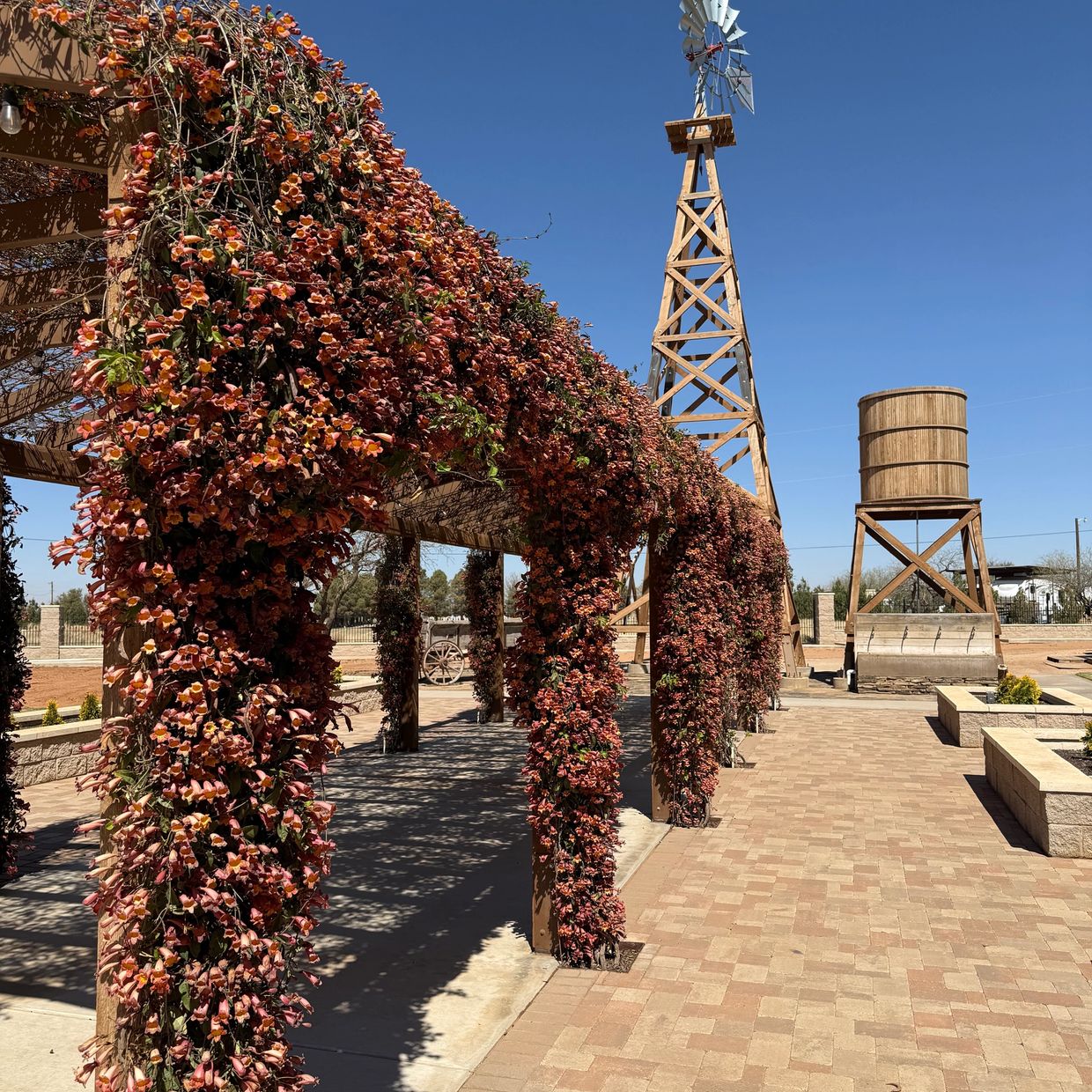 Flower-covered pergola near a windmill and water tower.