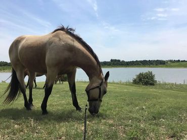 Horses, Texas, animal rescue, weatherford texas, horse rescue, sanctuary, Appendix, Quarter horse. 