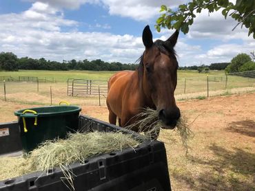 Horses, Texas, animal rescue, animal sanctuary, Texas horses, quarter horses. 