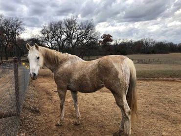 Grey horse, horse rescue, animal sanctuary, Texas, Weatherford Texas. OTTB, racehorse rehab, 