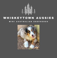 Whiskeytown Mini Aussies