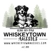 Whiskeytown Mini Aussies