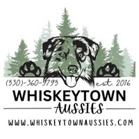 Whiskeytown Mini Aussies
