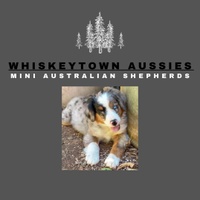 Whiskeytown Mini Aussies