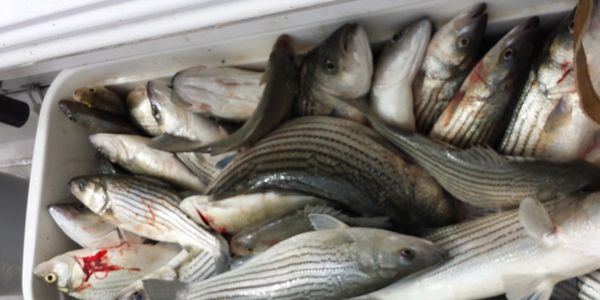 Striper Fishing, Lake Texoma Striper Guide, Advantage Guide Service, Jim McDonald 