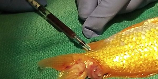 Blood collection on a goldfish, for diagnostic purposes.