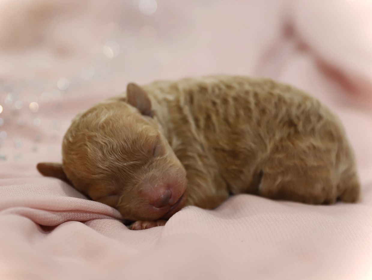 Mini Poodle Puppies - Southern IL Puppies For Sale Near Me Mini Poodle Puppies - Southern IL Puppies For Sale Near Me