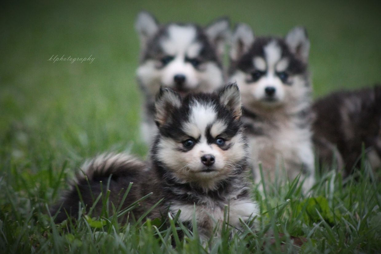 Pomsky Puppies - Southern IL Puppies For Sale Near Me