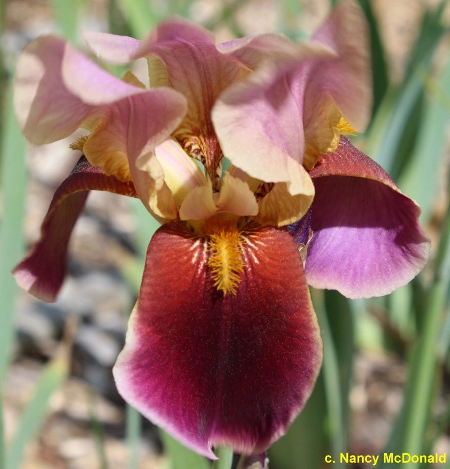 PERSIAN ROSE