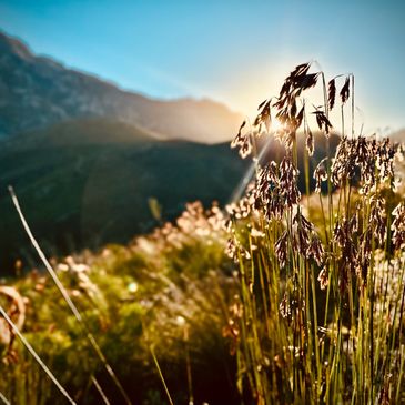 Sunlight filters through tall grass with mountains in the background.