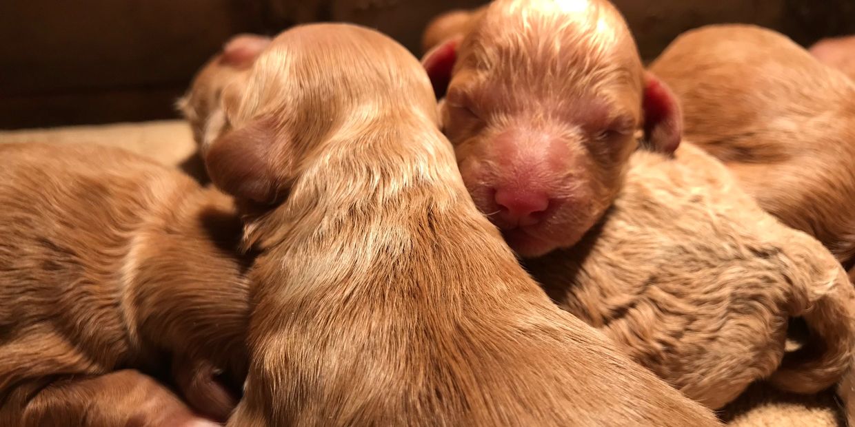 WoodHaven Pups MN - Breeder, Cavapoo and Cockapoo