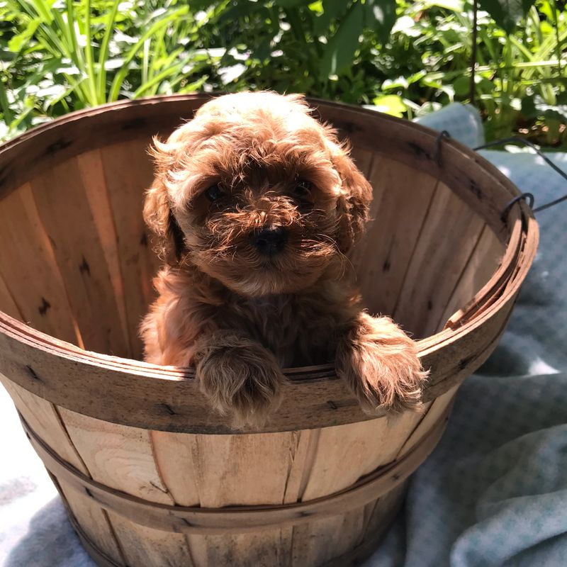 Woodhaven Pups Mn Breeder Cavapoo And Cockapoo