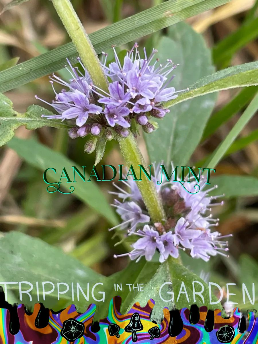 Mentha Canadensis seeds b-r-15-challenge-build-your-superstar-nba-lineup-news-scores