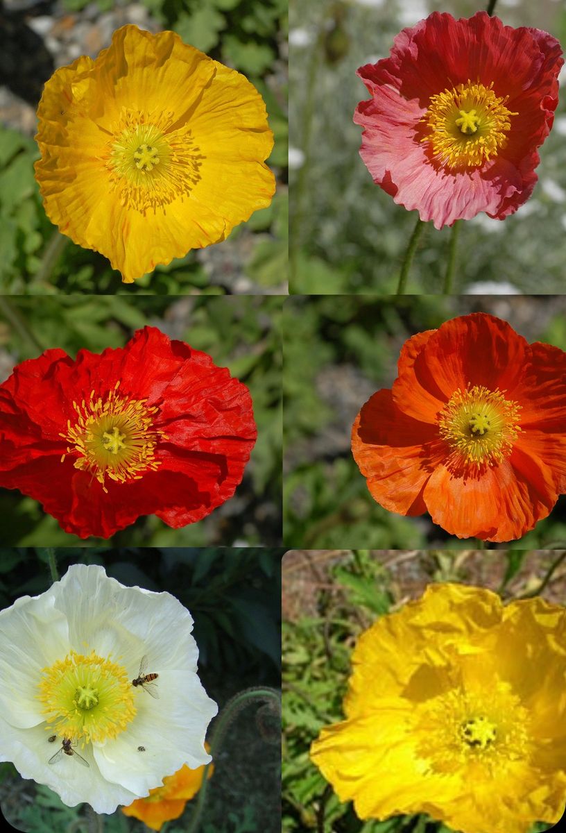 Papaver (seeds)