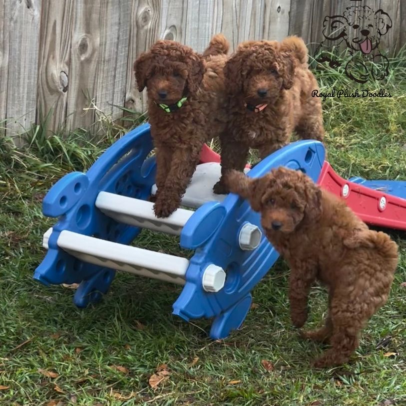 Mini goldendoodle hypoallergenic  puppies playing with littermates. Located in Tampa, Florida 