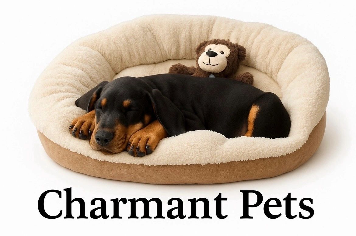 dog sit on Charminade