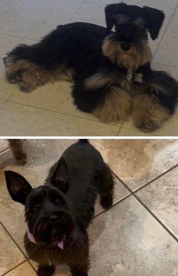 Two photos of small black and tan dogs with distinctive fur and facial hair.
