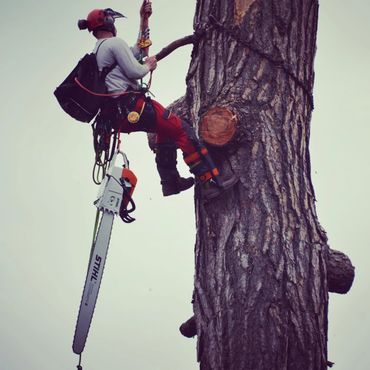 A large Pine tree take down with use of a crane and our biggest saw, the Stihl 880 with 48' bar.