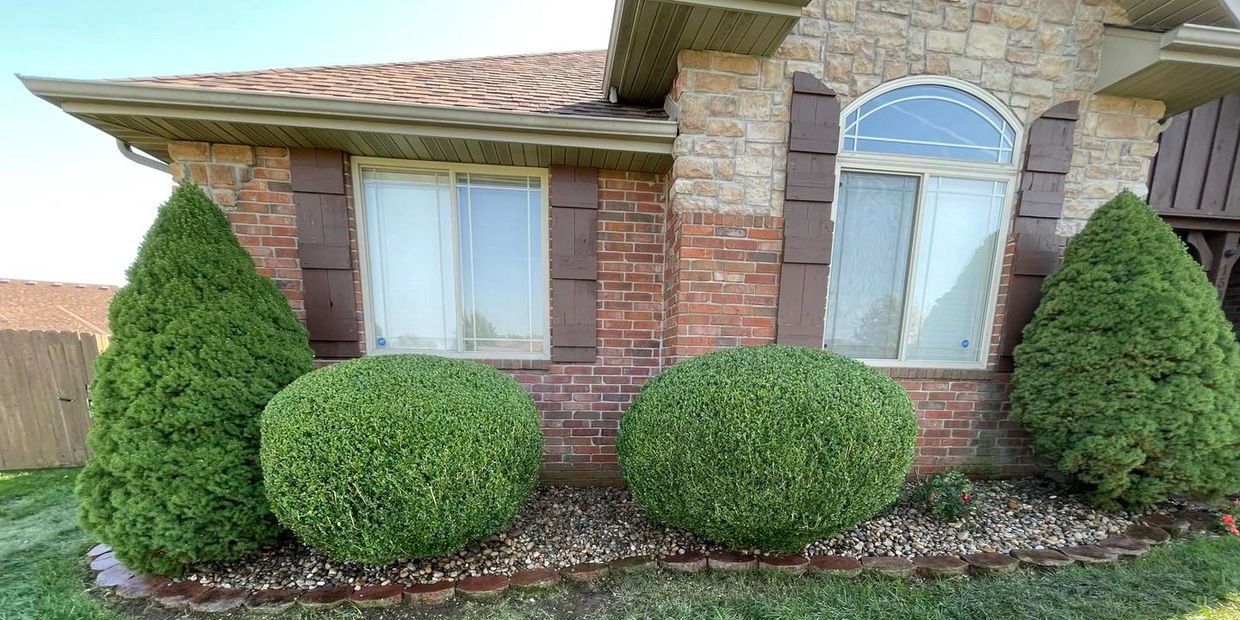 Two pairs of bushes that have recently been trimmed and pruned.