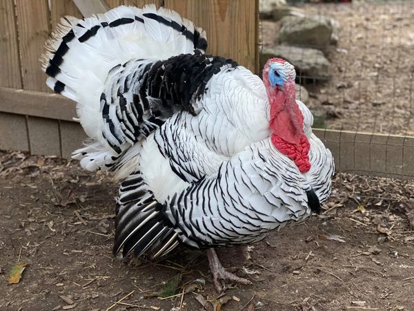 Benjamin - a royal palm turkey