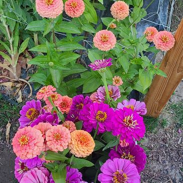Flower Farm with zinnias
