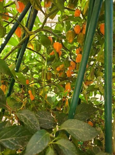 Green and orange peppers growing on supported plants.