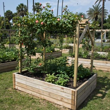 Raised garden bed with climbing rose plants and greenery under a wooden frame.
