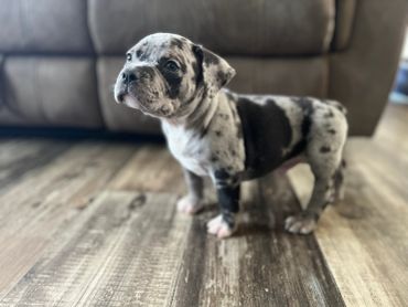 A small spotted puppy standing on a wooden floor.