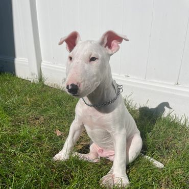 White Bull Terrier puppy sitting on grass.