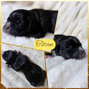 Newborn black puppy named Titan resting on a soft blanket.