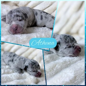 Newborn puppy named Athena with spotted fur sleeping.